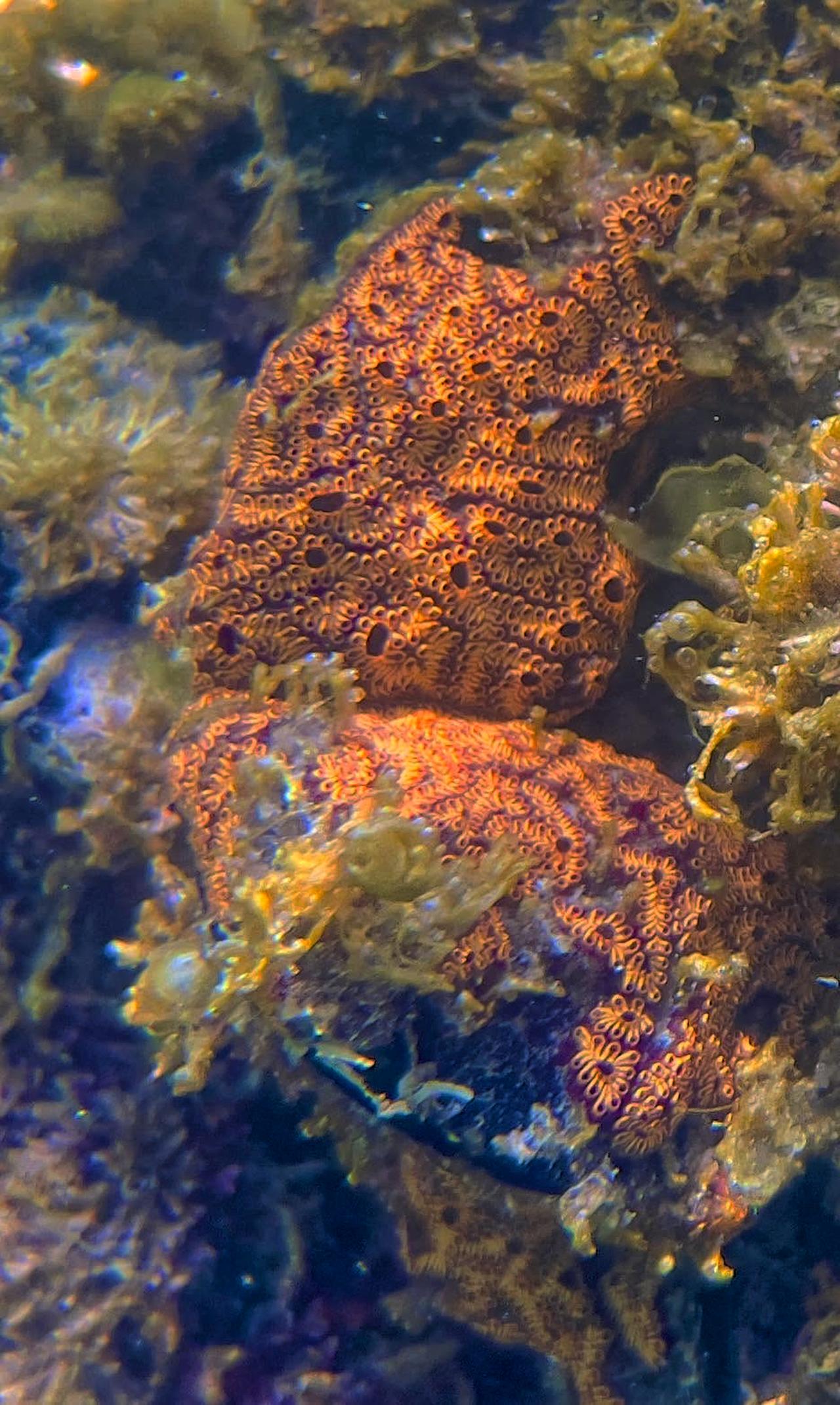 Il fascino nascosto di Botryllus, il nostro inaspettato parente
